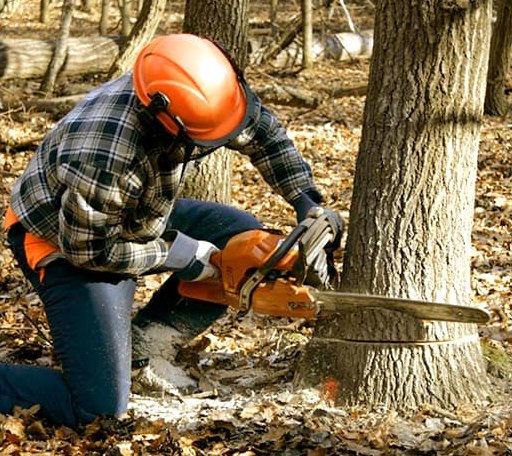 Tree Removal in Cloverdale, VA